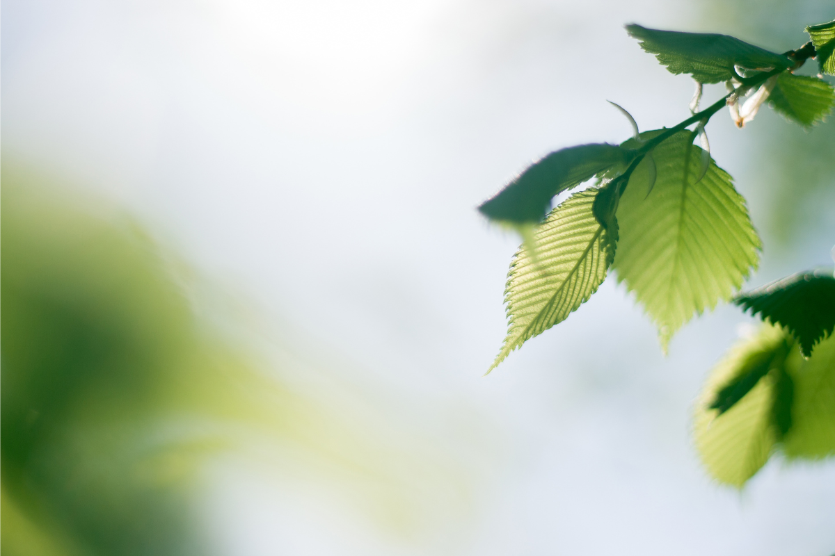 Image of a tree branch with leaves and flowers for a blog post discussing green burial options.